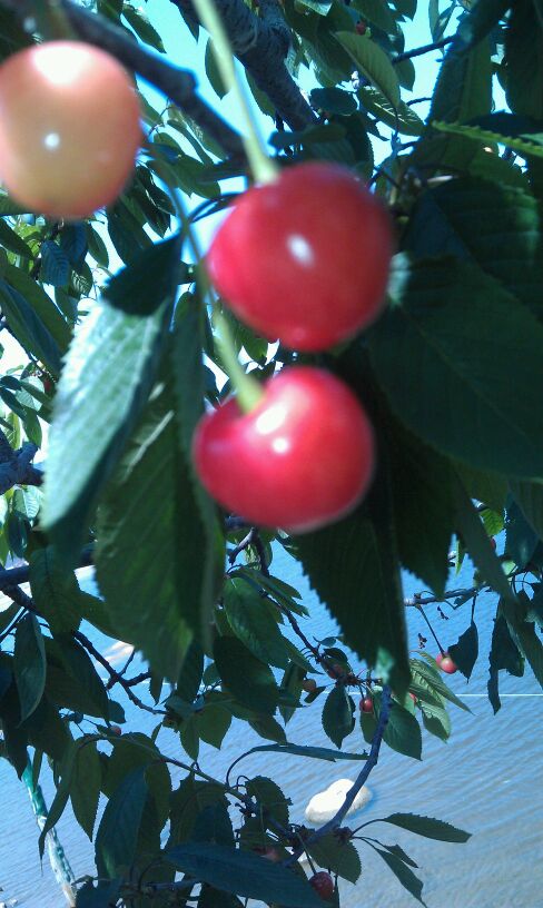紅石嘴的櫻桃