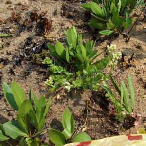 Stomatanthes tundavalaensis