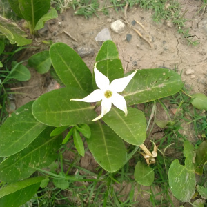 Jaborosa integrifolia