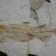 萊陽北泊子魚化石