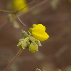 Calceolaria polifolia