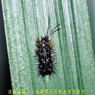 雜刺趾鐵甲 雜刺趾鐵甲