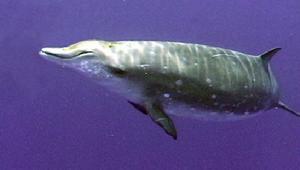 突吻鯨似乎對世界各國海軍使用的強大的聲納