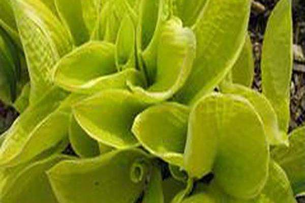 Hosta \x27St. Elmo\x27s Fire\x27