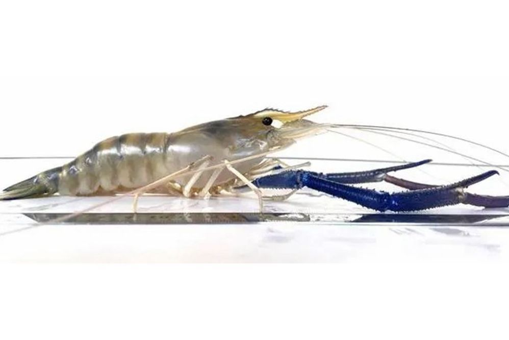 數豐1號 數豐1號