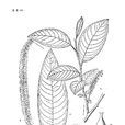 小光山柳 小光山柳