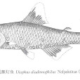 冠冕眶燈魚 冠冕眶燈魚
