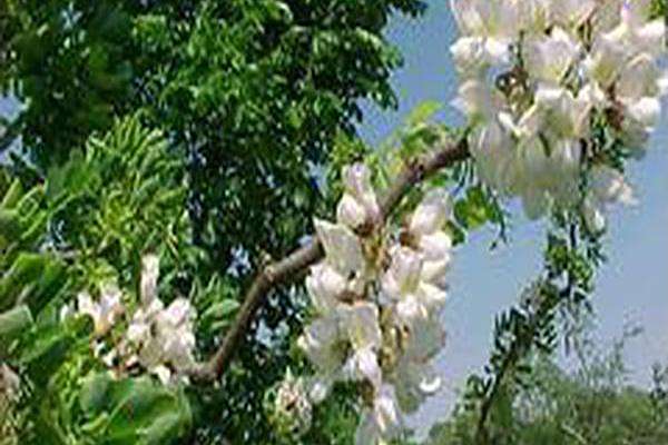 Robinia pseudoacacia \x27Tortuosa\x27 Robinia pseudoacacia \x27Tortuosa\x27