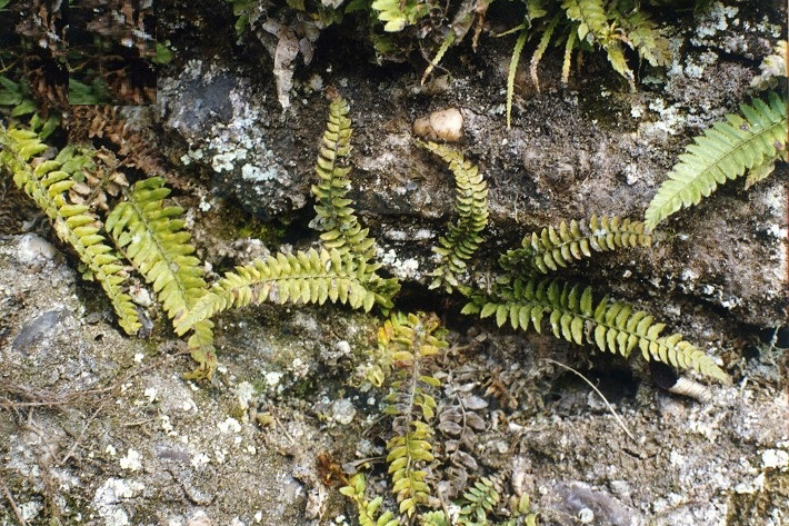 亞東高山耳蕨 亞東高山耳蕨