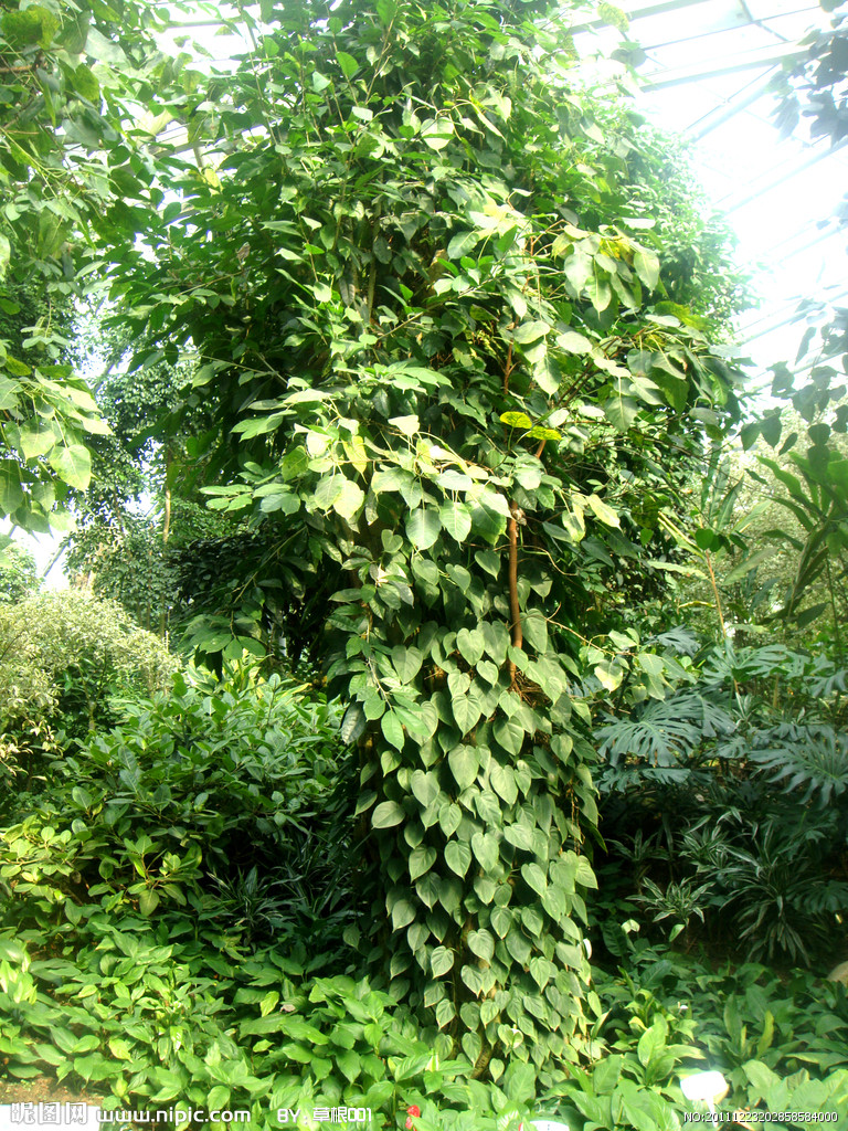 亞熱帶植物