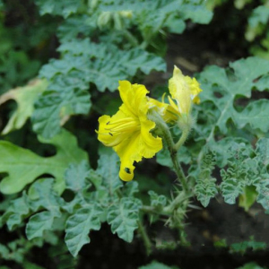 黃花刺茄(刺萼龍葵) 黃花刺茄(刺萼龍葵)