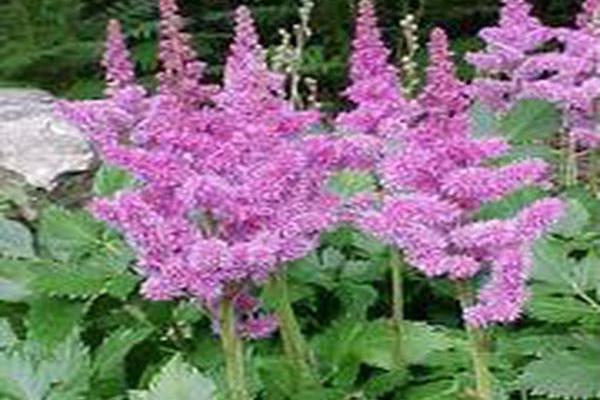 Astilbe chinensis \x27Visions\x27 Astilbe chinensis \x27Visions\x27