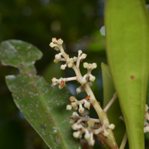 Tapeinosperma canalense