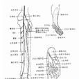 神經損傷 神經損傷