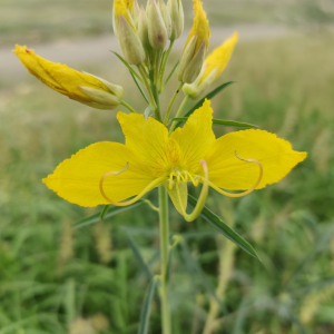 Cleome paradoxa