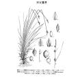 興安薹草 興安薹草