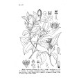 網脈桂 網脈桂