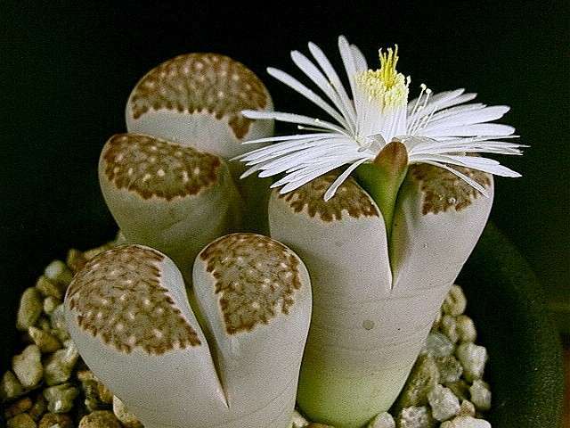 白石花(梅衣科植物) 白石花(梅衣科植物)