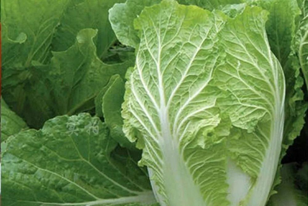 吉菜豆一號