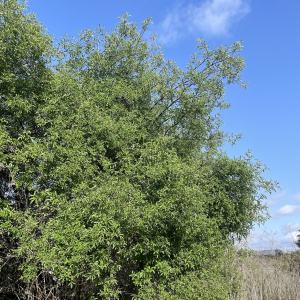 Sambucus mexicana