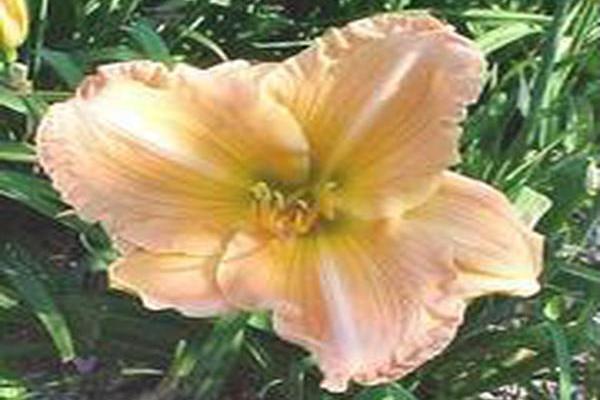 Hemerocallis \x27Golden Calypso\x27 Hemerocallis \x27Golden Calypso\x27