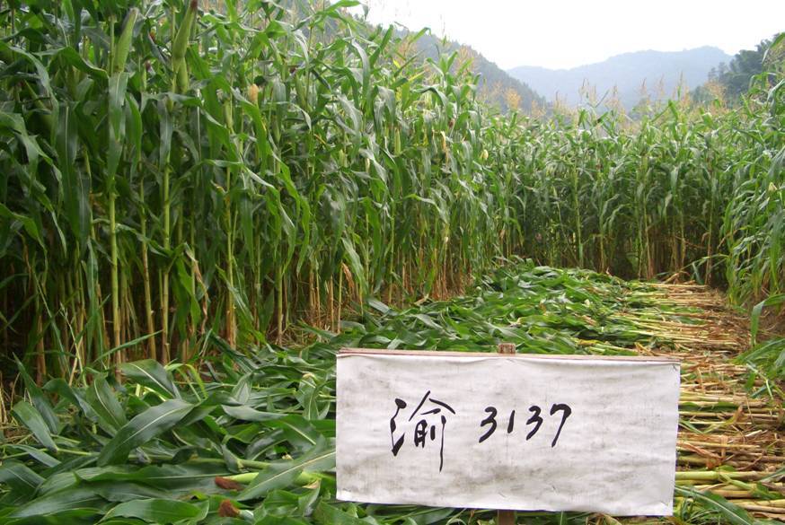 渝青青貯1號 渝青青貯1號