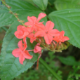 紅花丹(植物) 紅花丹(植物)