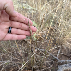 Pappophorum bicolor