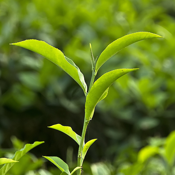 茶(Camellia sinensis)
