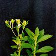 甜葉菊屬 甜葉菊屬
