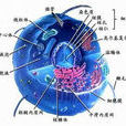 細胞學