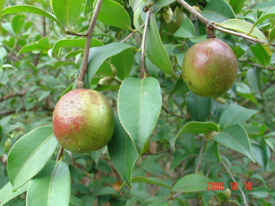 油茶家系-74-16 油茶家系-74-16