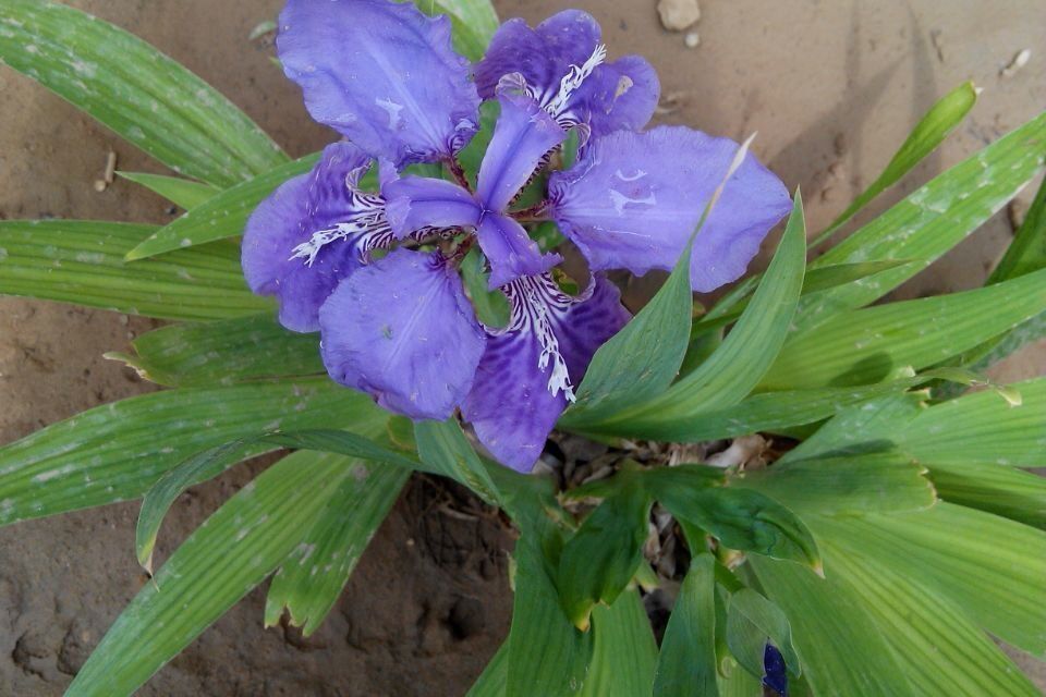 華南可愛花 華南可愛花