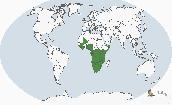 棕頸歌百靈分布圖