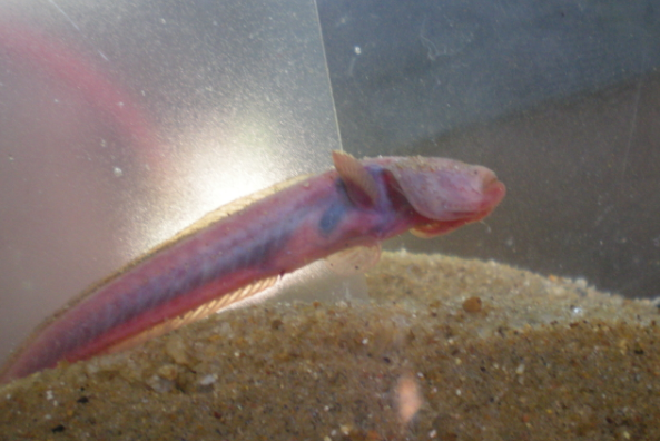 孔蝦虎魚屬 孔蝦虎魚屬