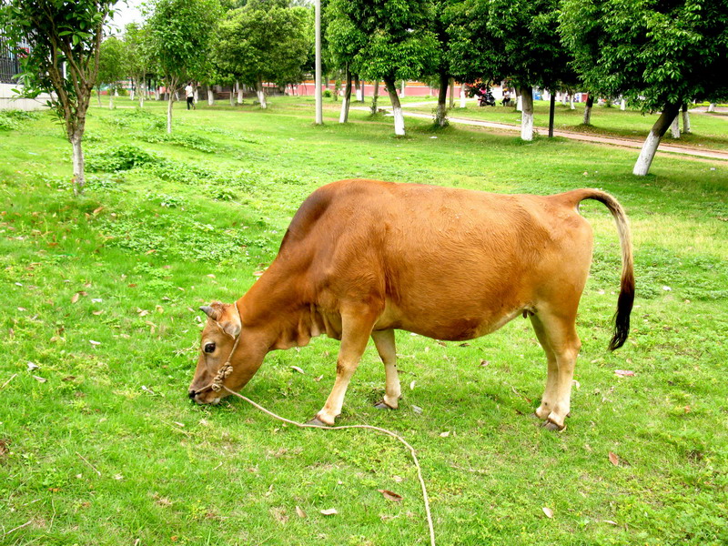 黃陂黃牛