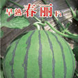 早熟春麗 早熟春麗