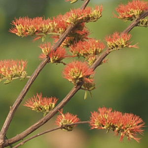 Combretum lecardii