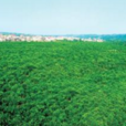 陶伊村 陶伊村