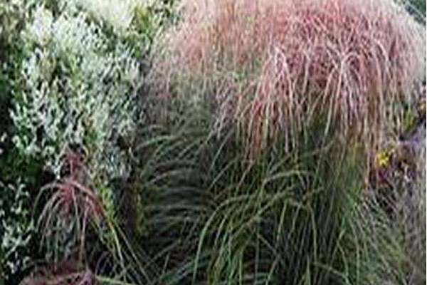 Miscanthus sinensis \x27Nippon\x27 Miscanthus sinensis \x27Nippon\x27