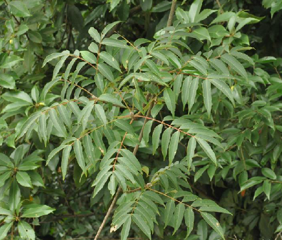 木蠟樹根 木蠟樹根