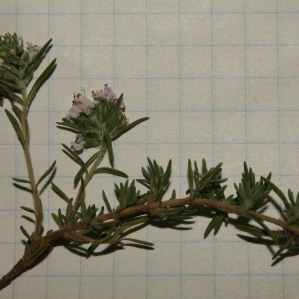 Thymus algeriensis