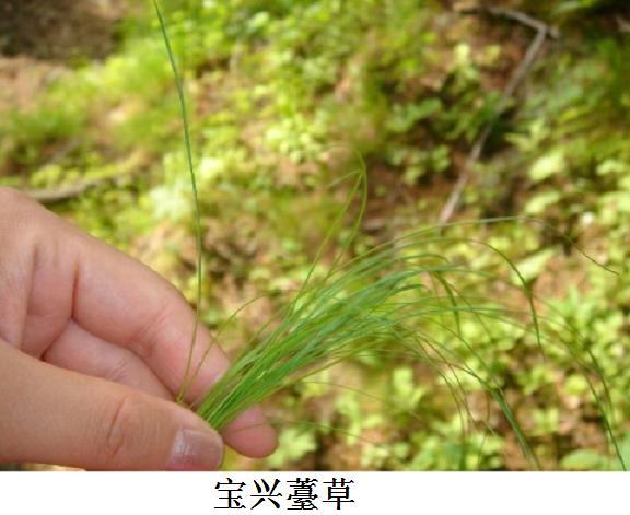 寶興薹草(寶興苔草) 寶興薹草(寶興苔草)