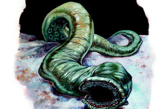 巨噬蠕蟲