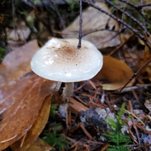 紋飾鱗傘