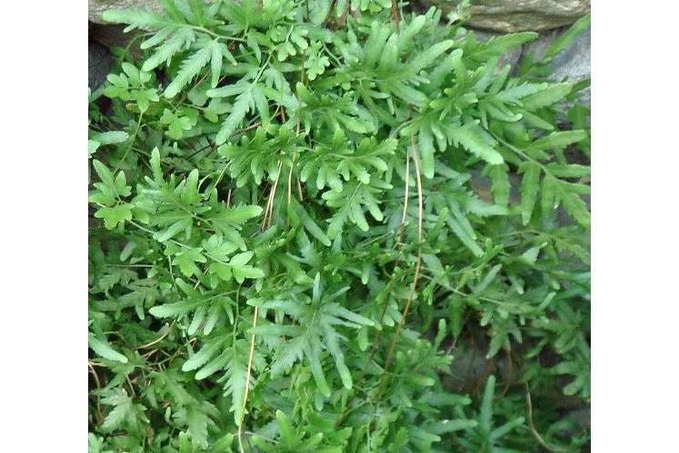 草金沙 草金沙