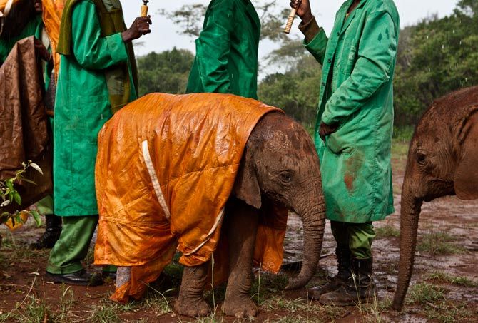養護人員為這些小象披上特製的雨衣