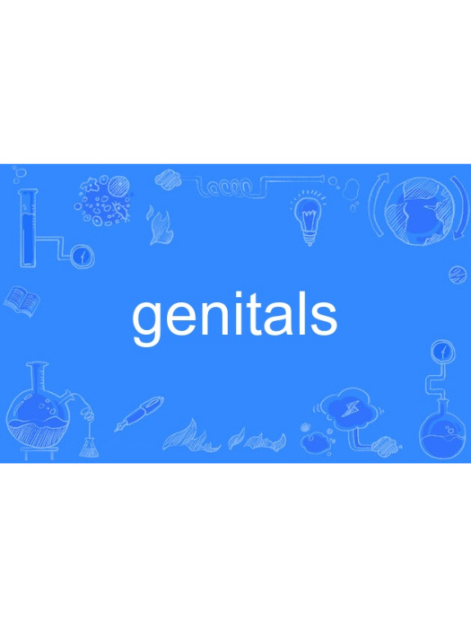 genitals genitals