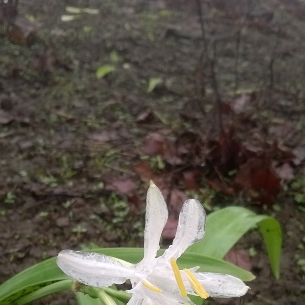 Pancratium parvum