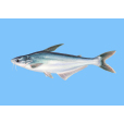巴沙魚(湄公魚) 巴沙魚(湄公魚)